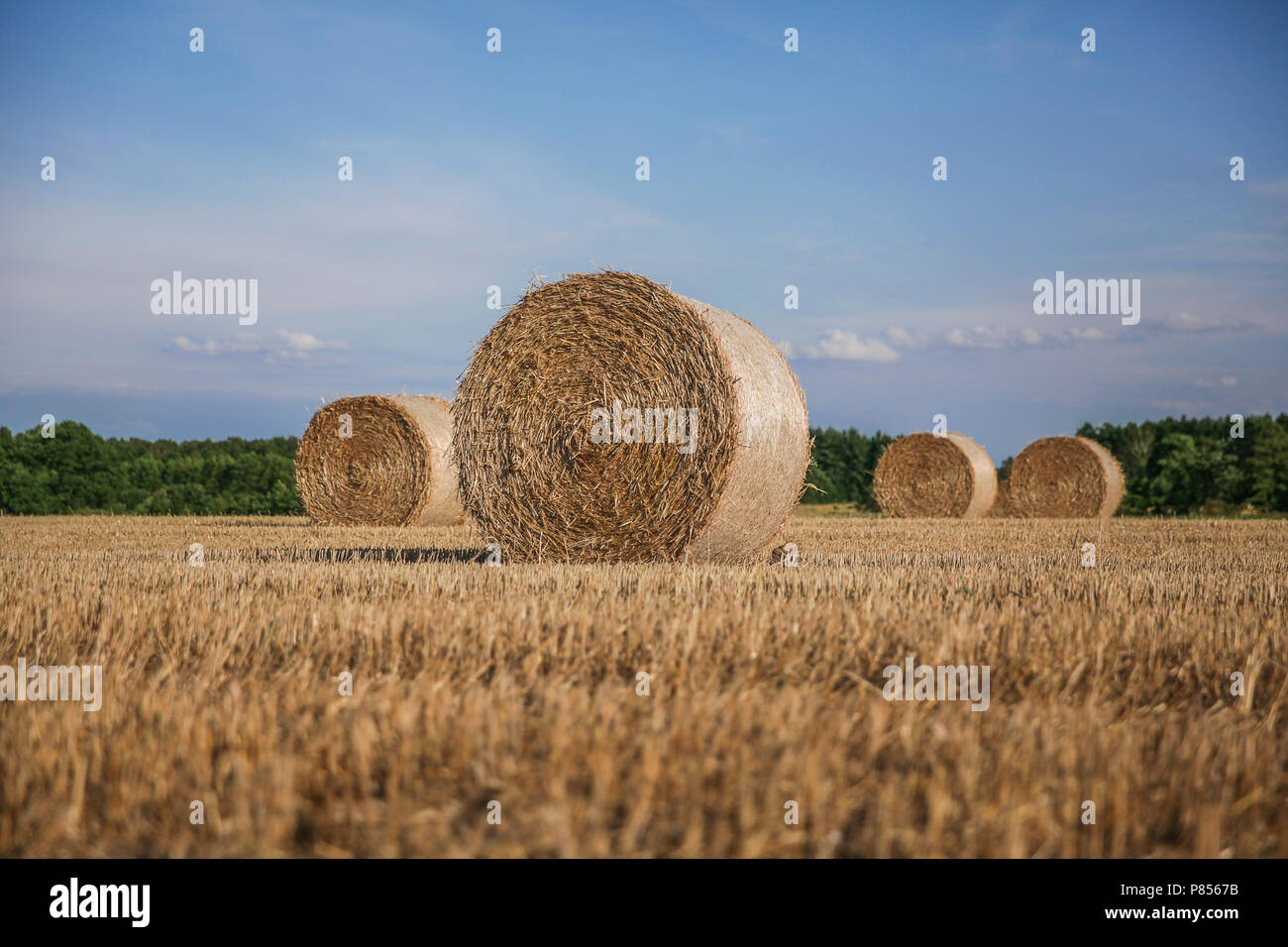 Harvested field with straw bales against bule sky in summer Stock Photo