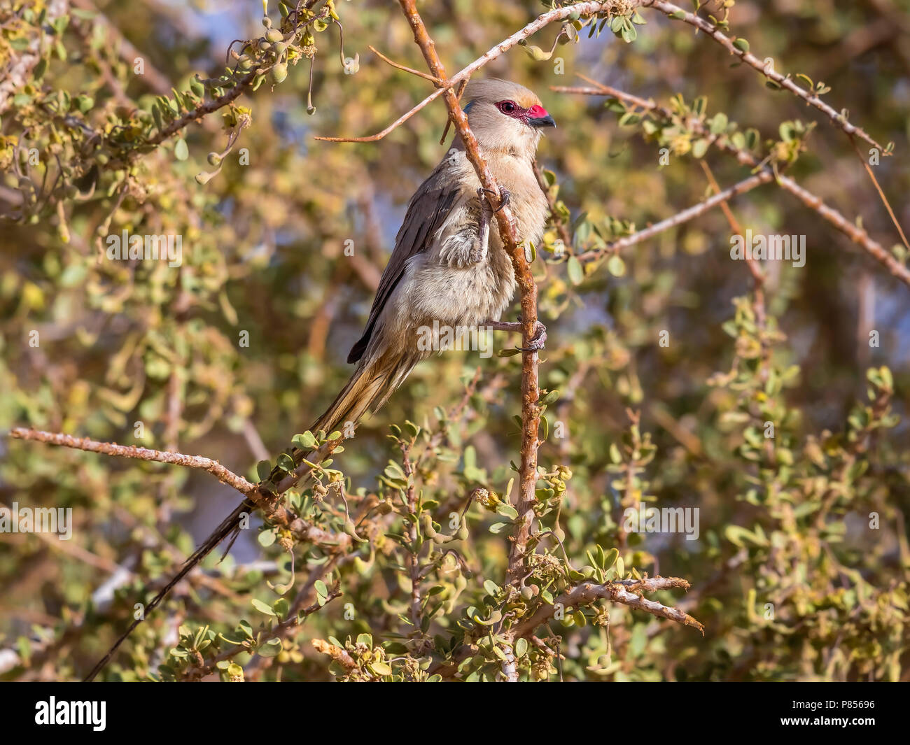 Adult Blue-naped Mousebird perched on a dense bush in Toujounine oasis, Adar, Mauritania. April 04, 2018. Stock Photo