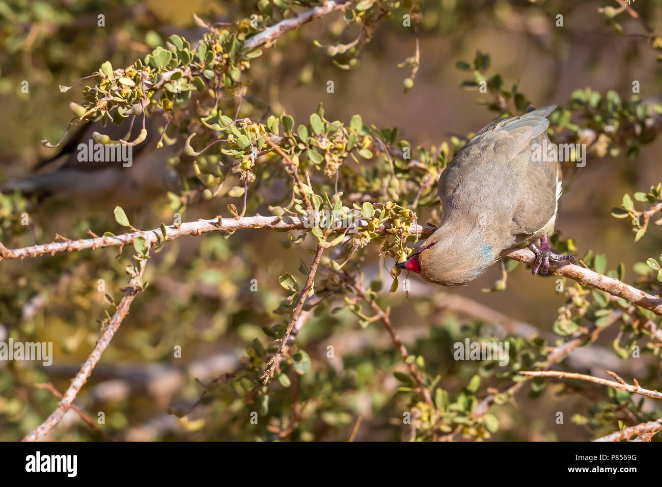 Adult Blue-naped Mousebird perched on a dense bush in Toujounine oasis, Adar, Mauritania. April 04, 2018. Stock Photo