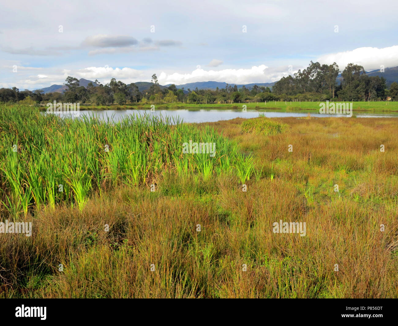 Bogotáwaterral leefgebied; Bogota Rail habitat Stock Photo