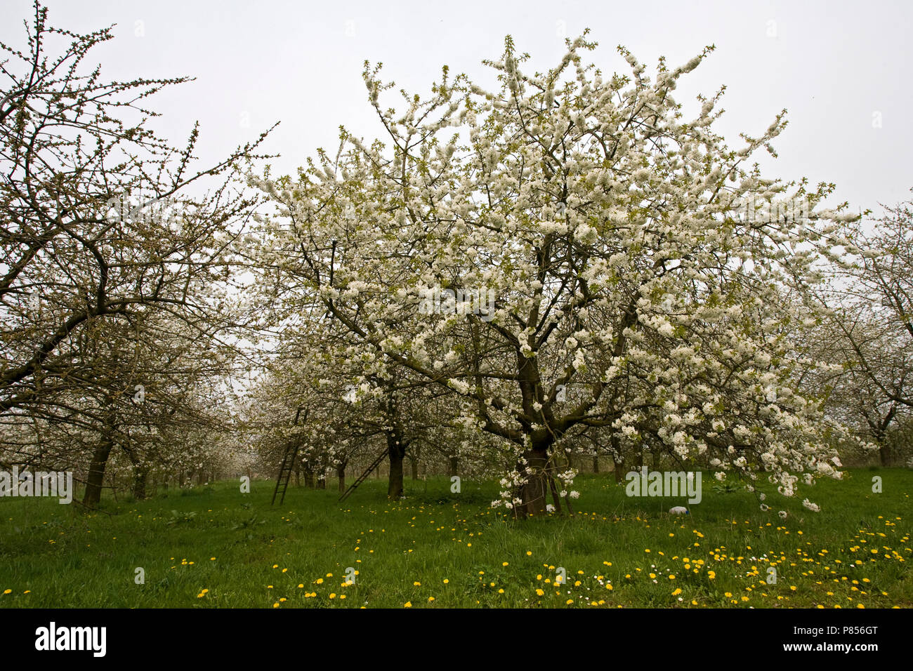 Fruitbomen in de Betuwe; Orchards in the Betuwe Stock Photo