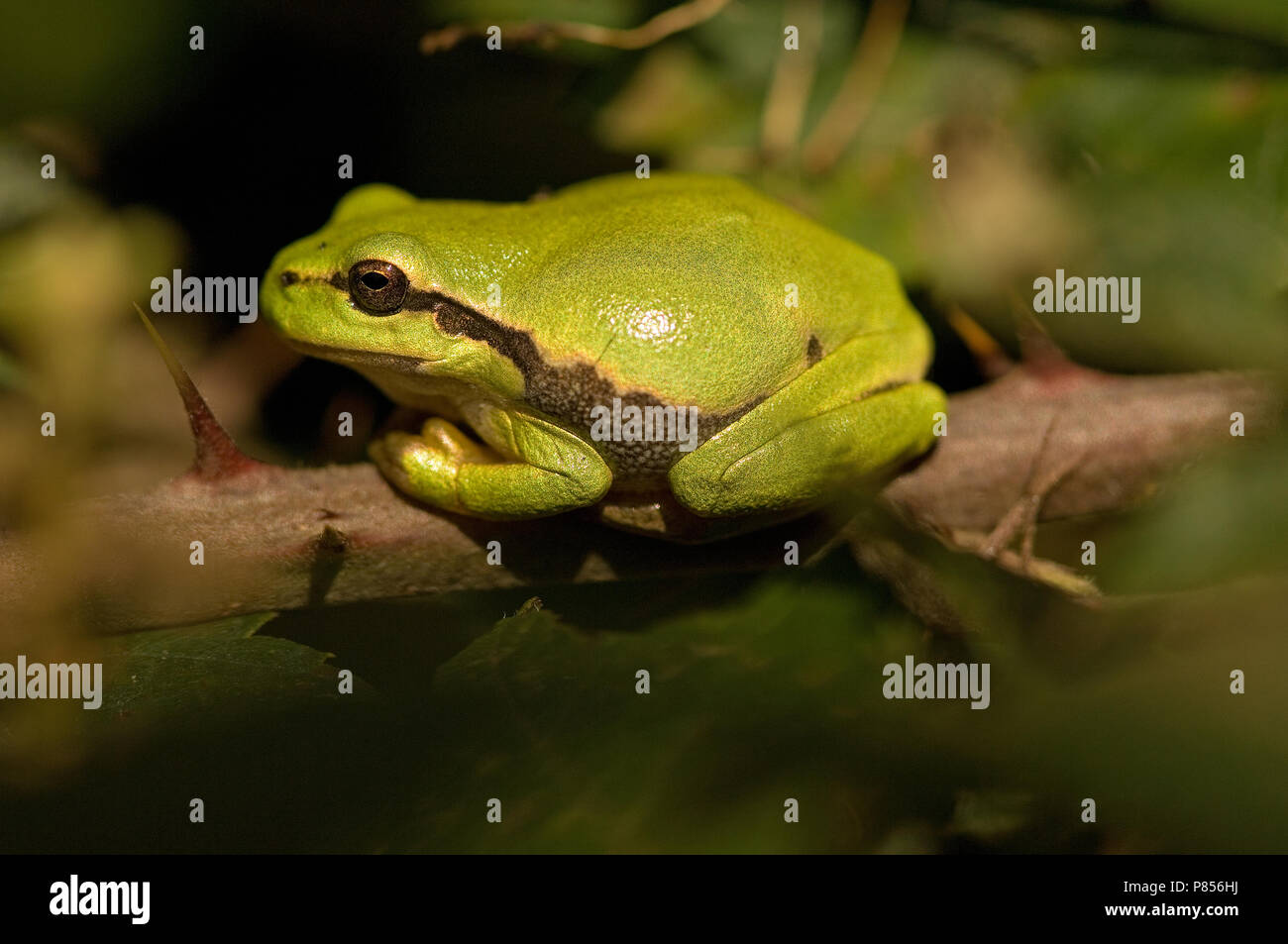 Green tree frog in the Netherlands Stock Photo
