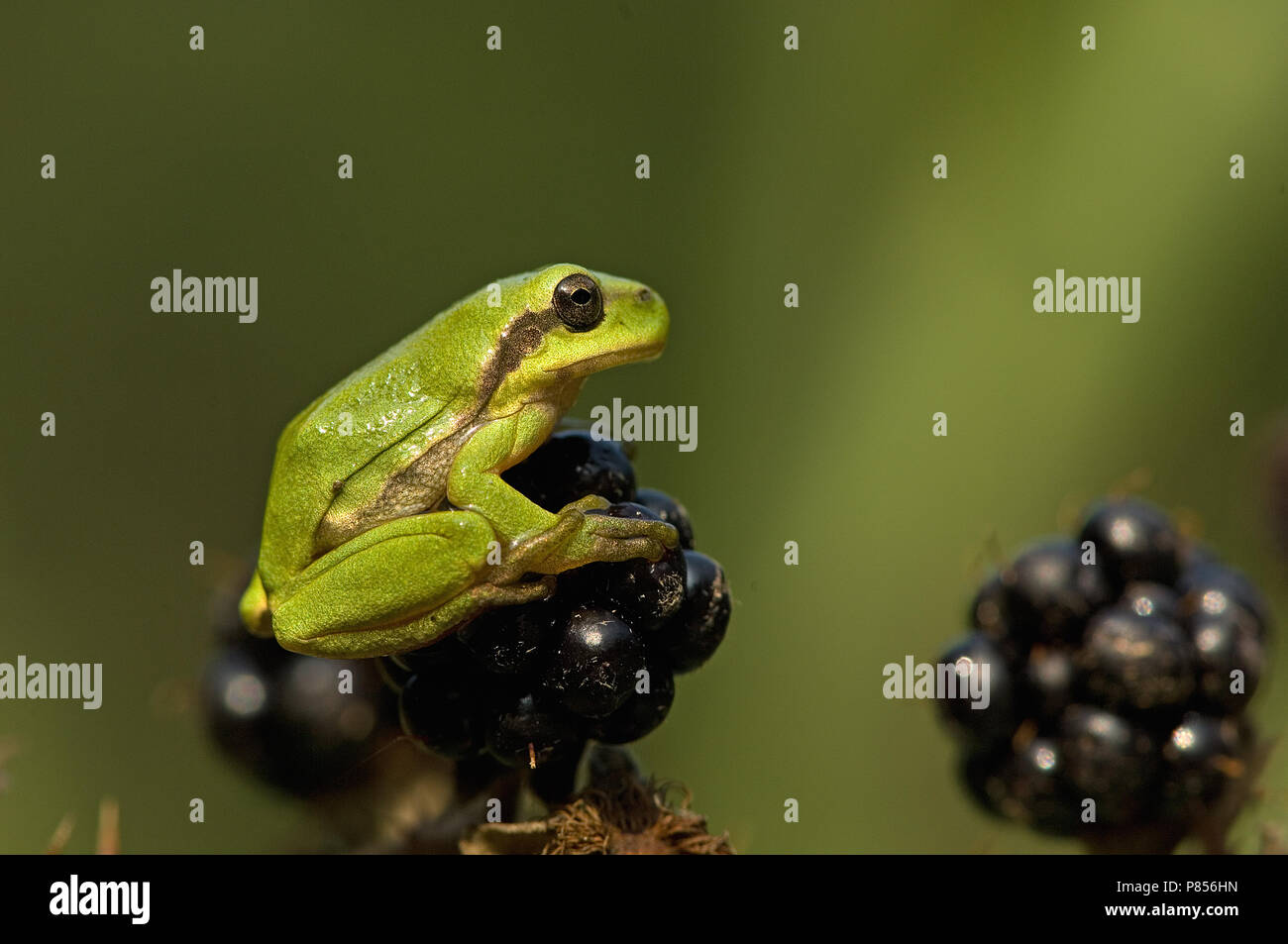 Green tree frog in the Netherlands Stock Photo