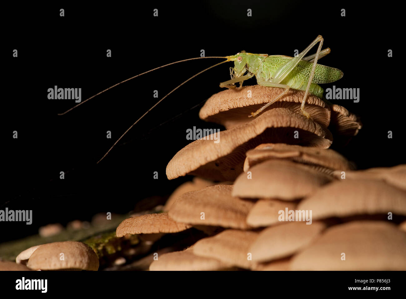 Boomsprinkhaan zittend op een paddestoel; Oak Bush-cricket perched on a mushroom Stock Photo