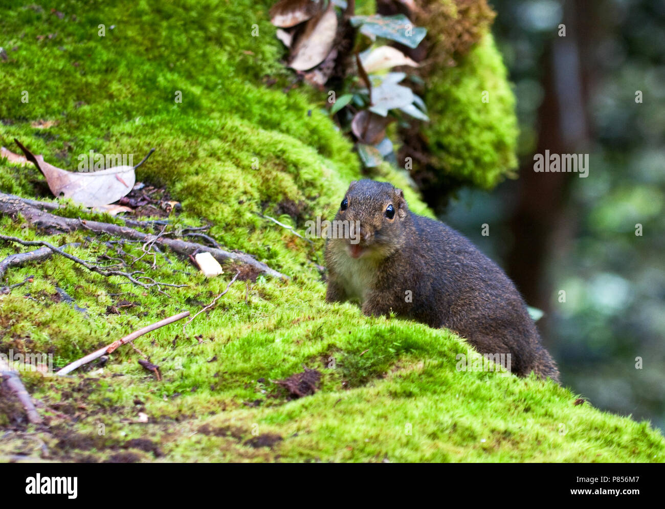 Bornean Mountain Ground Squirrel Stock Photo