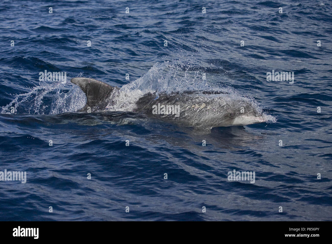 Common Bottlenose Dolphin swimming; Tuimelaar zwemmend Stock Photo