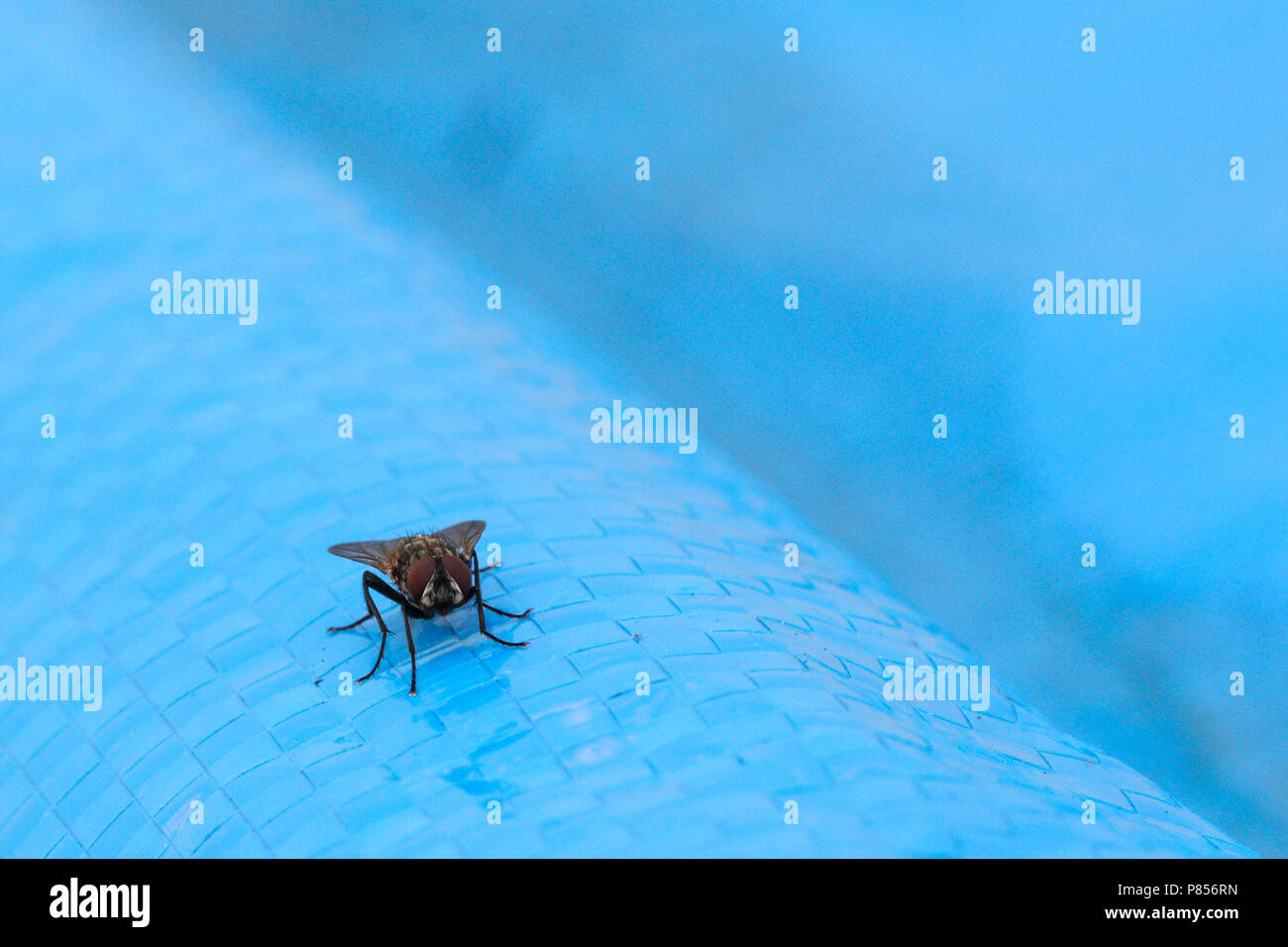 Common fly, urban disease vector pest. Musca Domestica belongs to the Muscidae family. House fly on blue background. Stock Photo