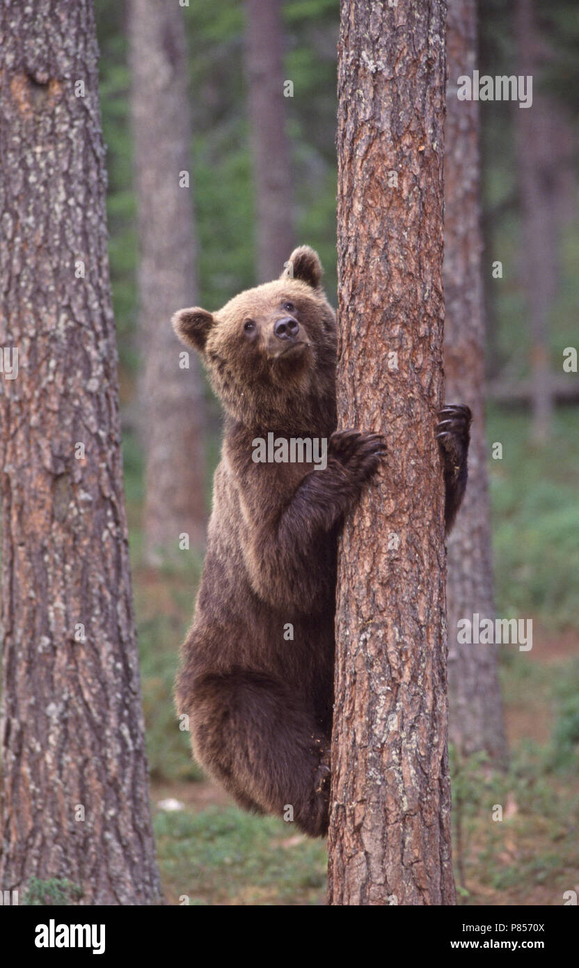 Brown Bear male in tree; Bruine Beer man in boom Stock Photo