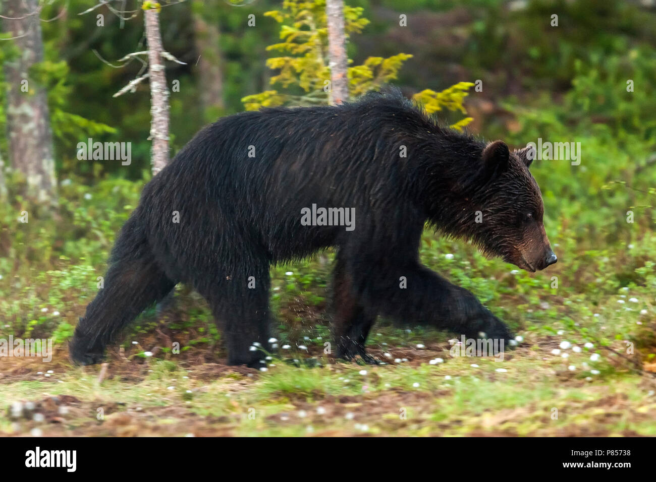 Eurasian Brown Bear walking into the wood, close to a lake near Vartius. June 2008. Stock Photo