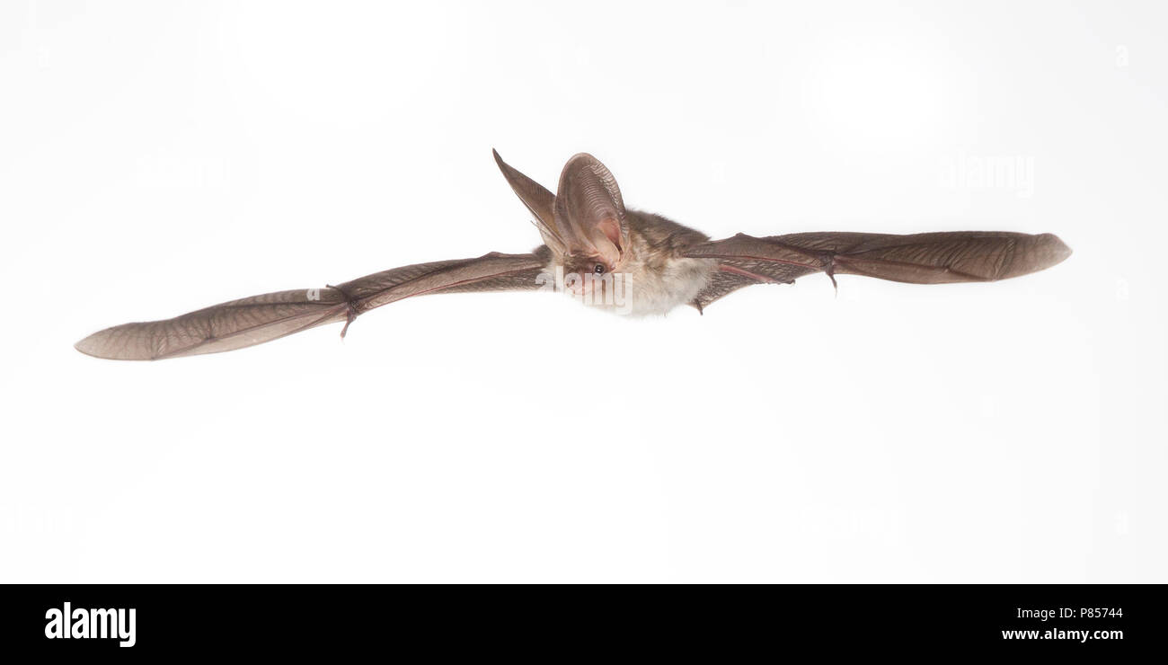 Gewone Grootoorvleermuis vliegend, Brown long-eared bat flying, Stock Photo