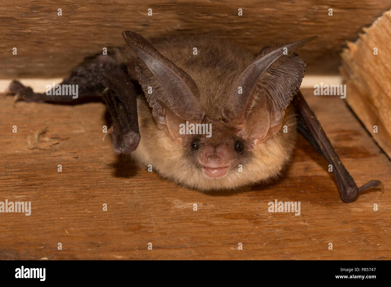 Gewone grootoorvleermuis, Brown long-eared bat, Plecotus auritus Stock Photo
