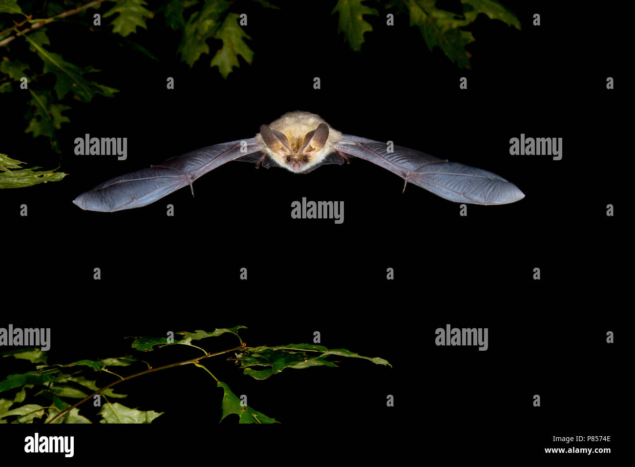 Gewone grootoorvleermuis vliegend, Brown long-eared bat flying Stock Photo