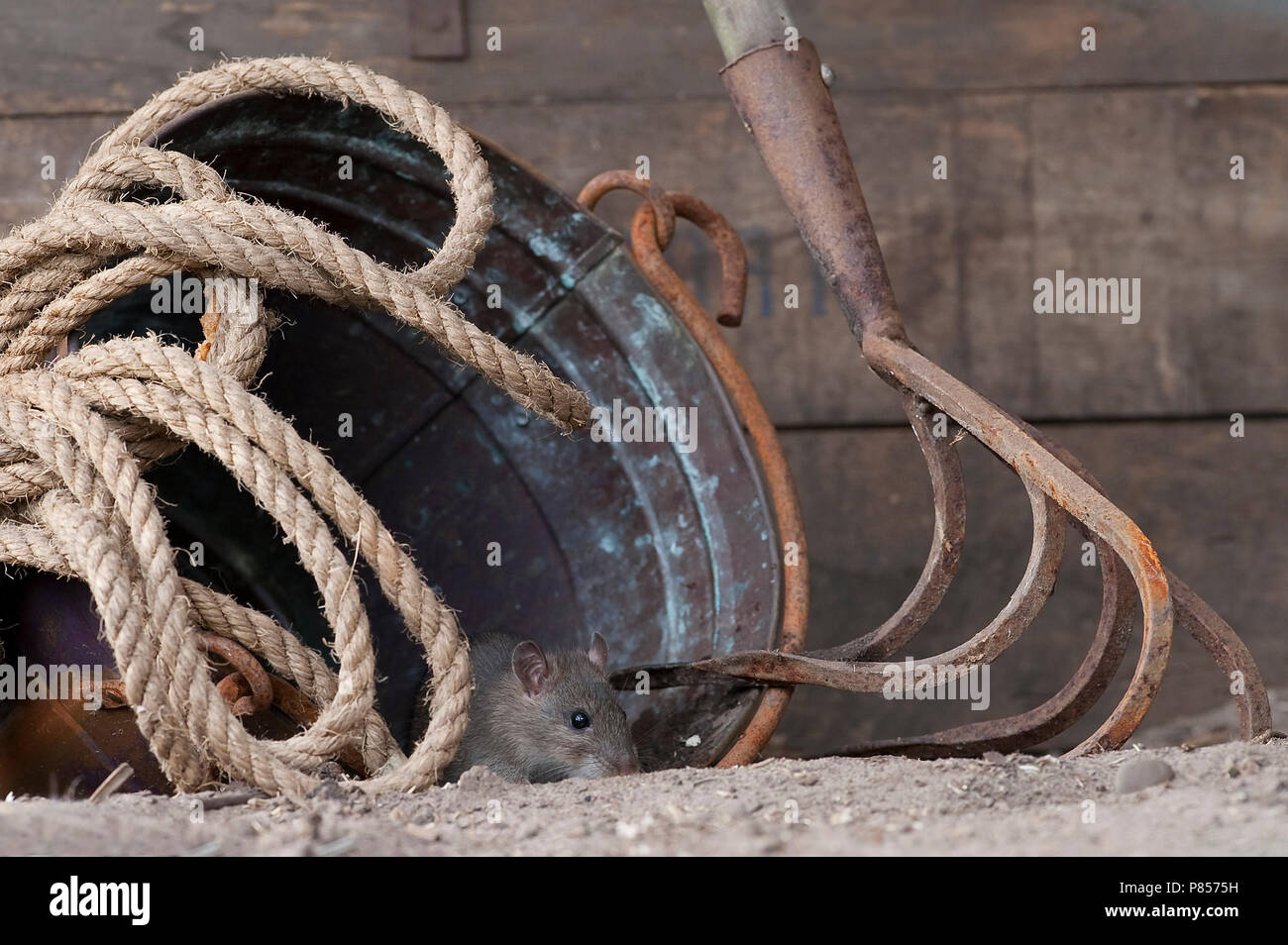 Bruine rat tussen oud tuingereedschap Stock Photo - Alamy