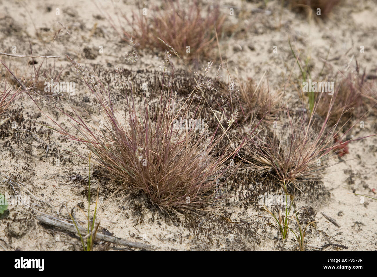 Buntgras in zandverstuiving in berkheide Wassenaar; Grey Hair-grass in sandy part in Berkheide Wassenaar Stock Photo