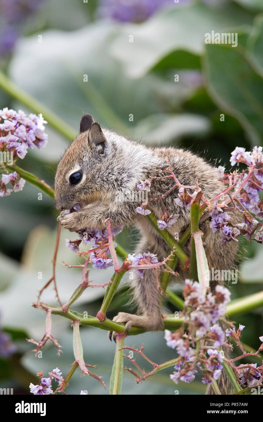 Californische Grondeekhoorn jong etend van bloemen, California Ground Squirrel young feeding on flowers Stock Photo