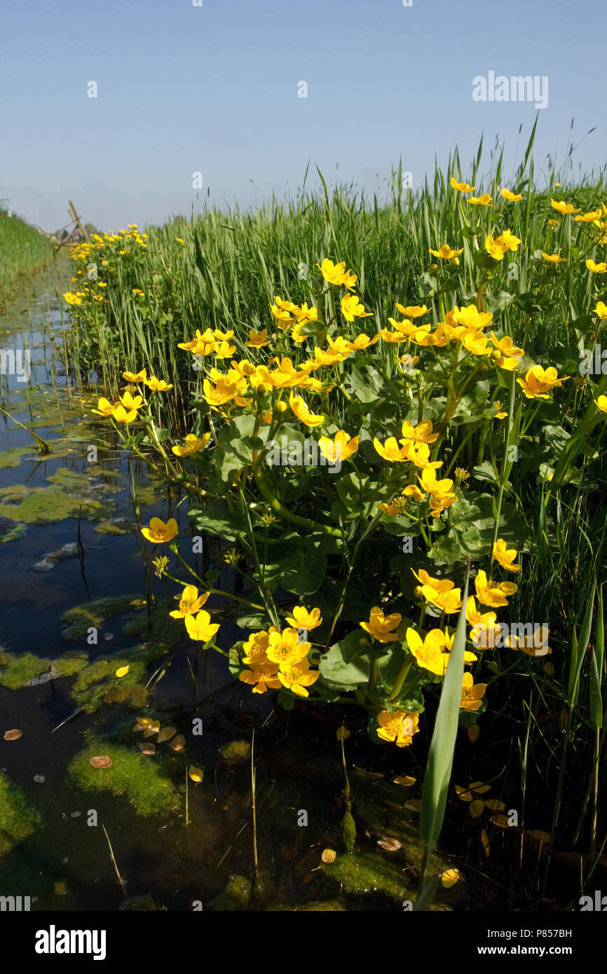Sloot met bloeiende Dotterbloemen Nederland, Ditch with flowering Marsh Marigold Netherlands Stock Photo