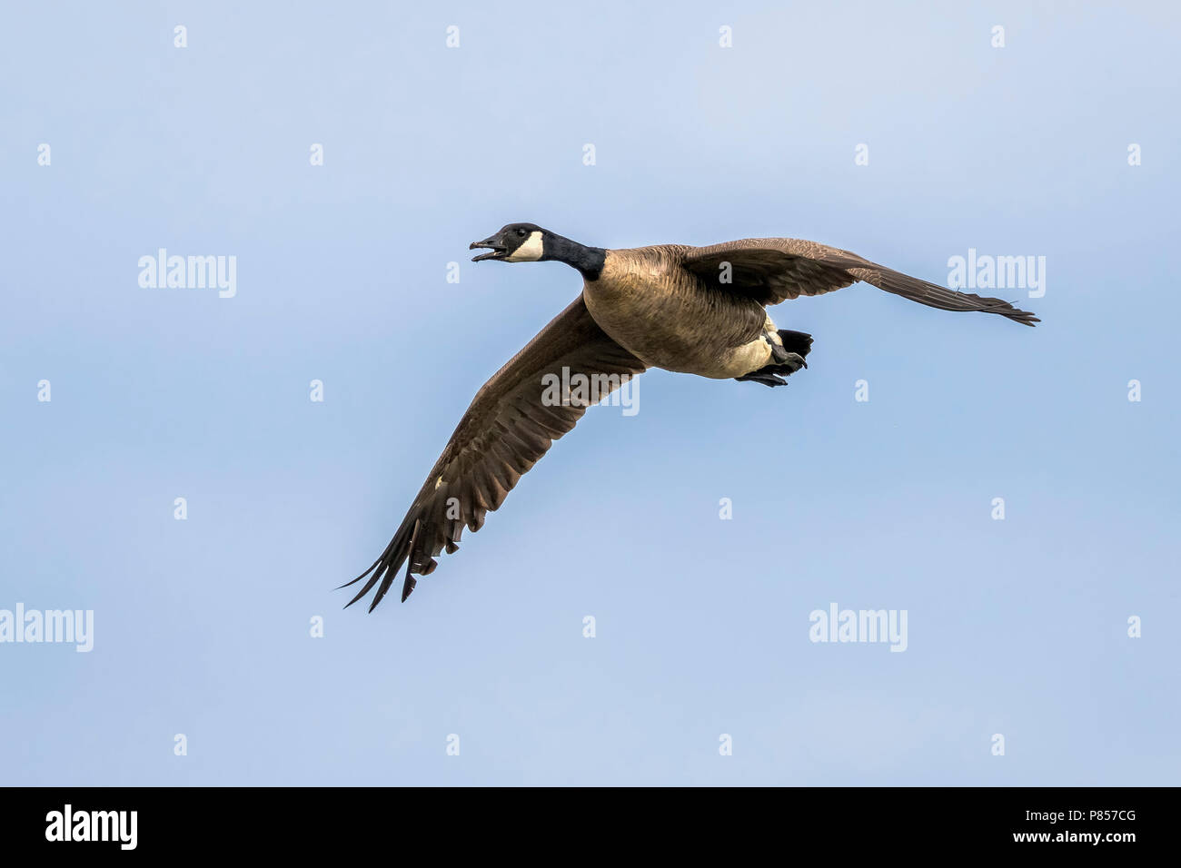 Introduced Atlantic Canada Goose flying over Grote Rietveld, Kallo, Antwerp, Belgium. May 2017. Stock Photo