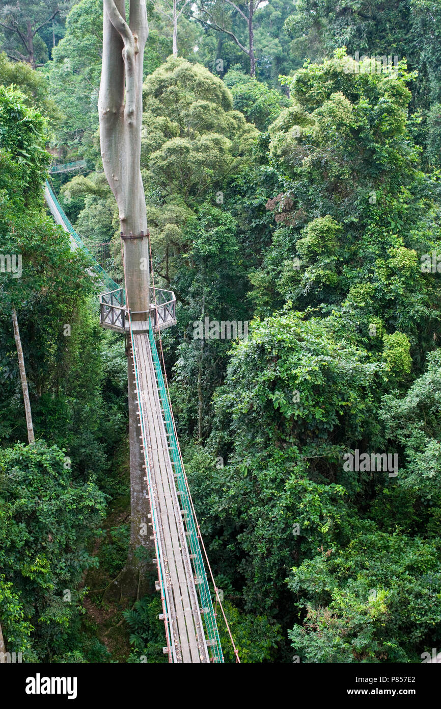 Canopy walk malaysia hires stock photography and images Alamy