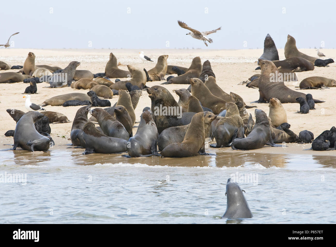 Kaapse pelsrobben kolonie bij Walvisbaai Namibie, Cape Fur Seal colony at Walvisbaai Namibia Stock Photo