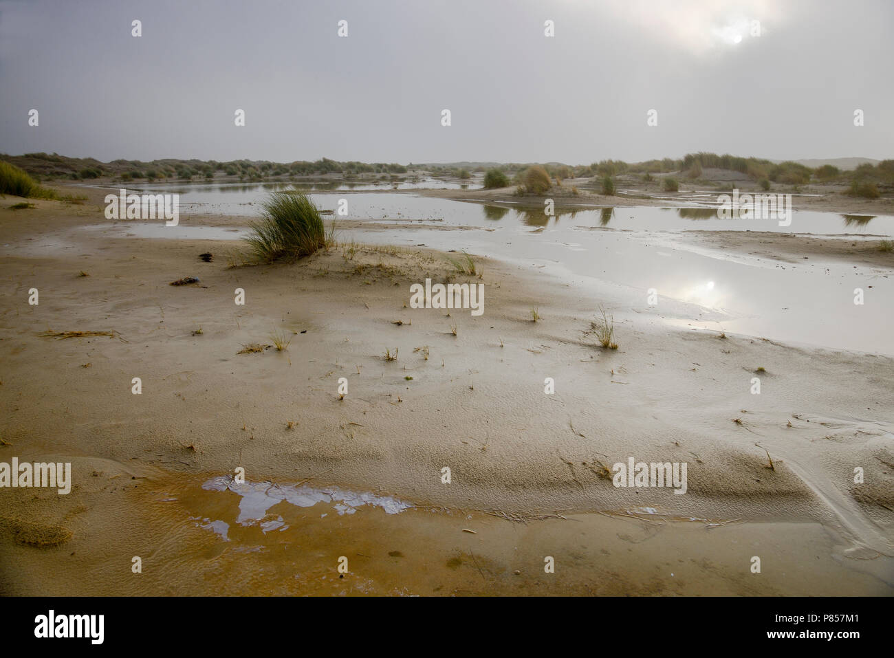 de Hors Texel starting dunes, duinvorming Stock Photo - Alamy