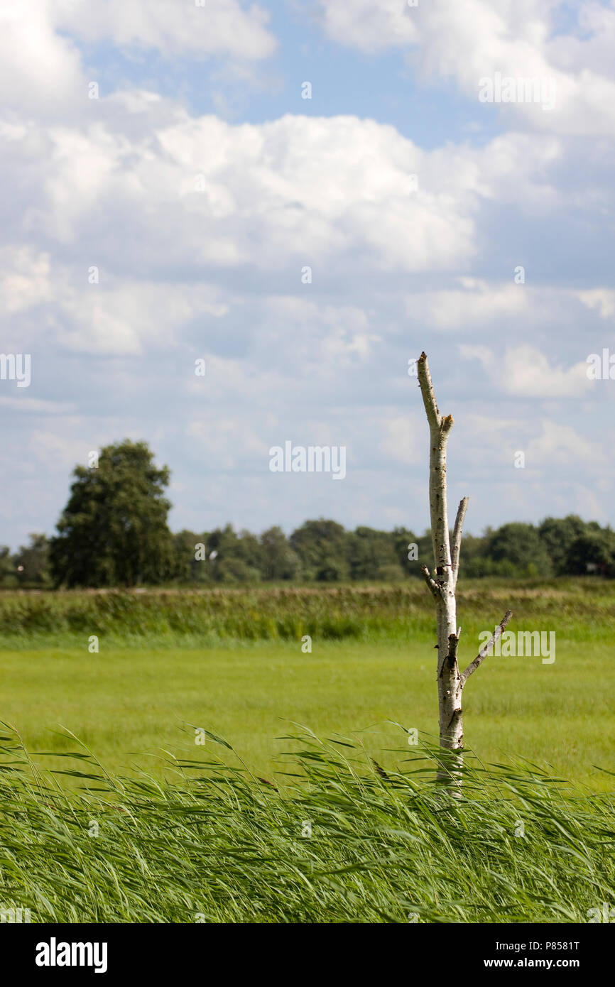 Dode boom hi-res stock photography and images - Alamy