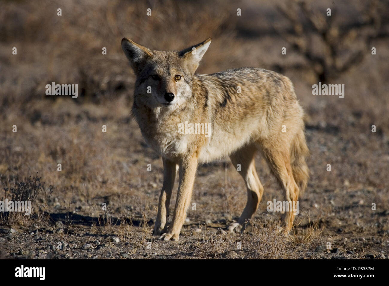 Prairie wolf hires stock photography and images Alamy