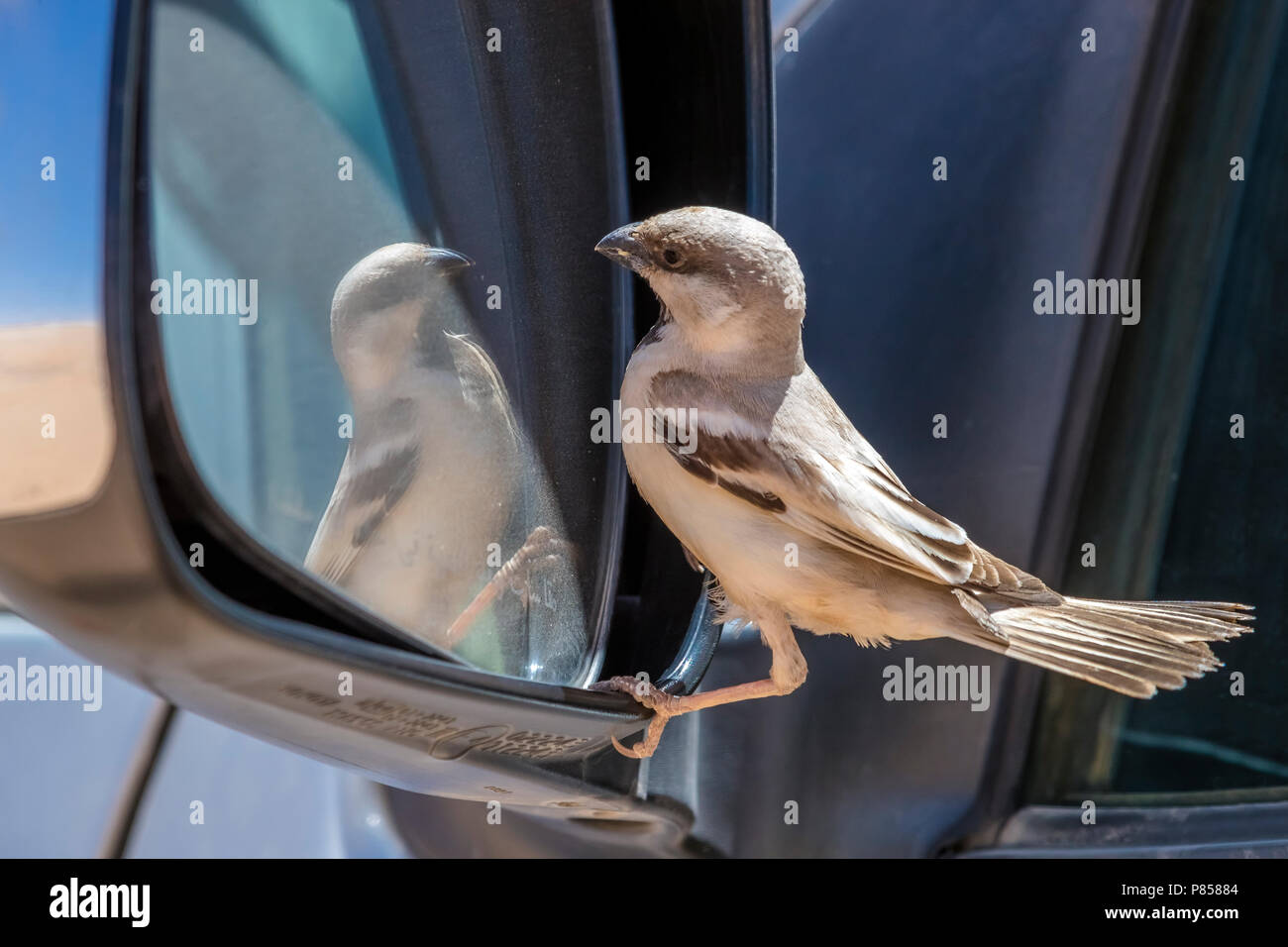 Male Northern Desert Sparrow fighting with his competitor on the other side of the mirror, Inchiri, Mauritania. April 04, 2018. Stock Photo