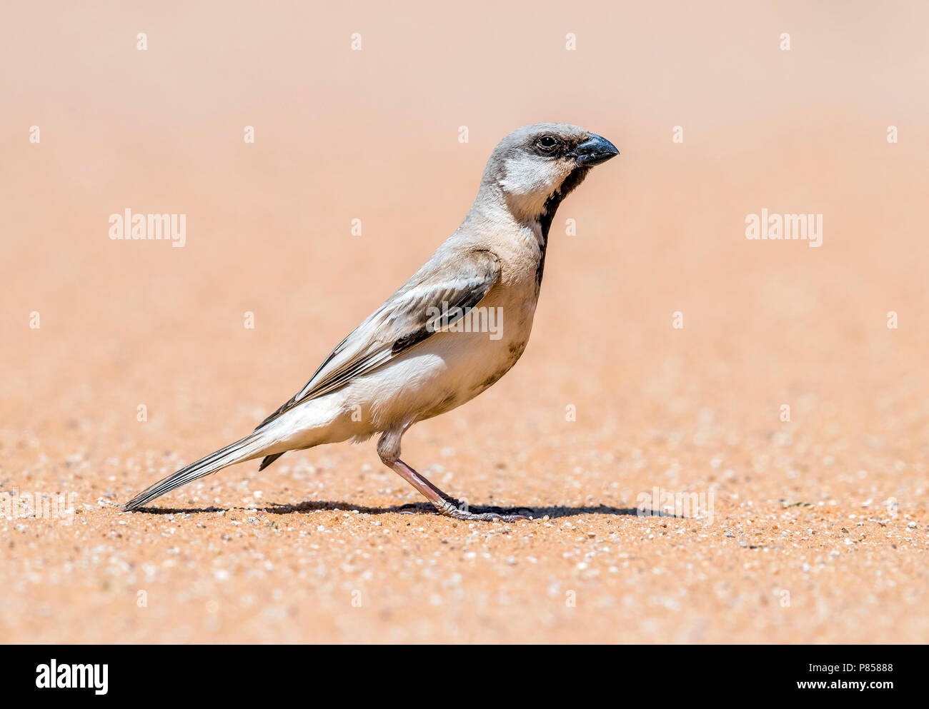 Male Northern Desert Sparrow sitting on the sand, Inchiri, Mauritania. April 04, 2018. Stock Photo