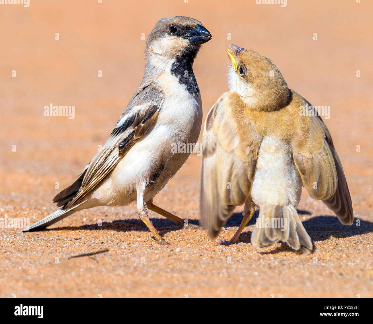 Male & juvenile Northern Desert Sparrow in Oued Jenna, Western Sahara. March 2011. Stock Photo