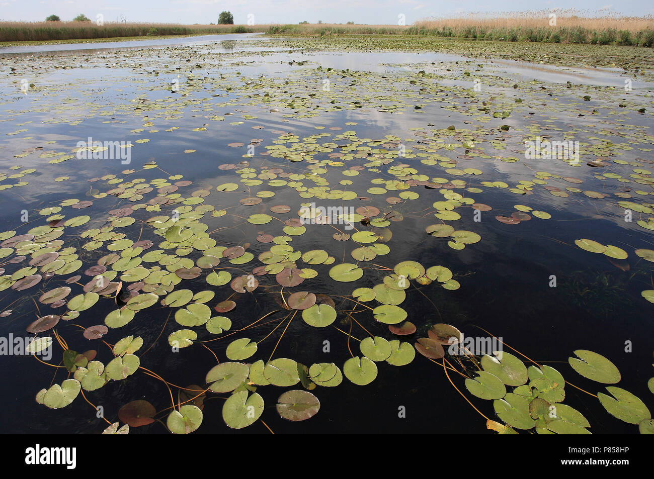 Danube Delta; Donaudelta Stock Photo - Alamy