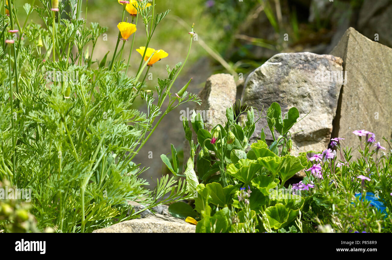 Sweet Pea about to bloom on rockery with Californian Poppy, Phlox and Dwarf Geranium. Amateur gardening at 900ft in Nidderdale Stock Photo