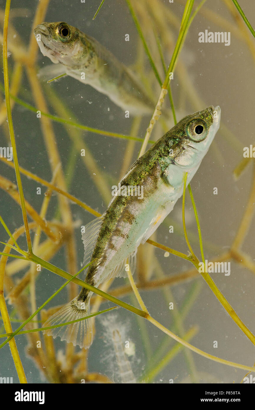 Driedoornige stekelbaars, Three-spined stickleback Stock Photo