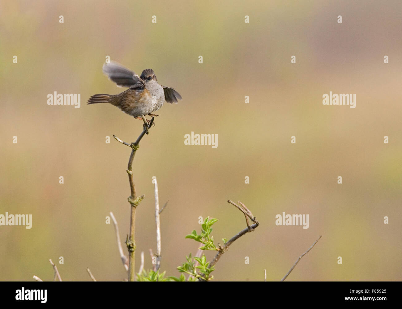 Dunnock, Heggenmus Stock Photo