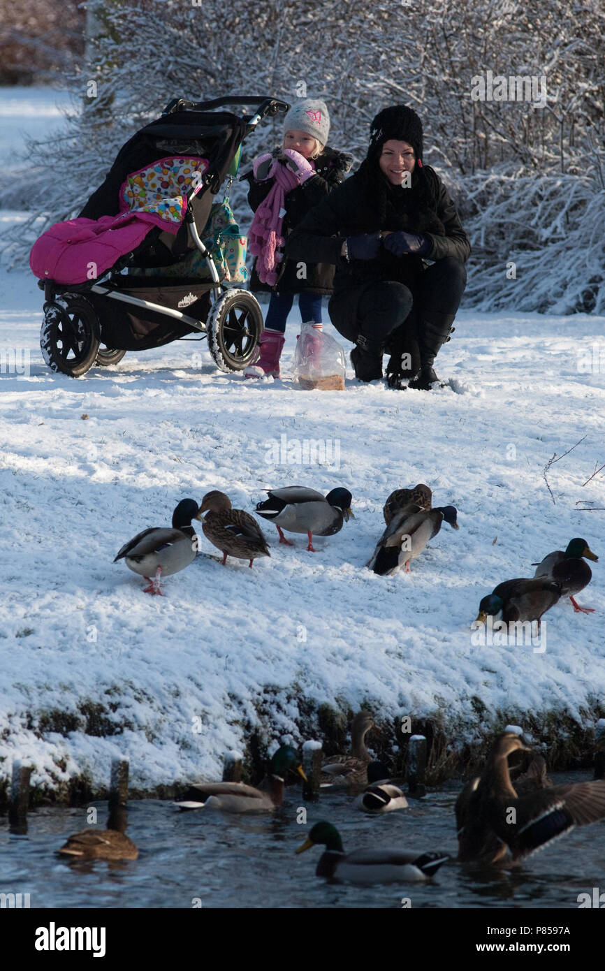 Eendjes Voeren In De Winter Feeding Ducks In Winter Stock Photo Alamy