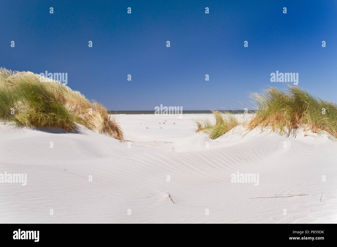 View on beach and sea between dunes grown with Marram grass under a blue sky Stock Photo