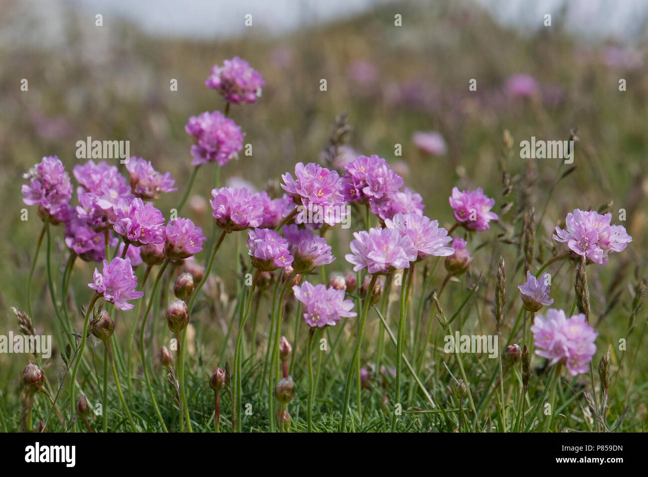 Engels gras bloeiend; Thrift flowering Stock Photo