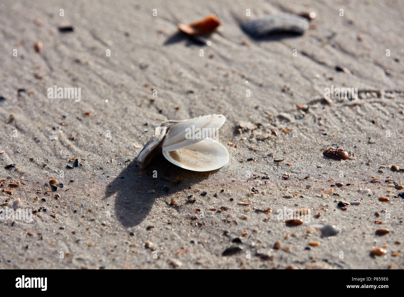 Open clam shell on a beach Stock Photo