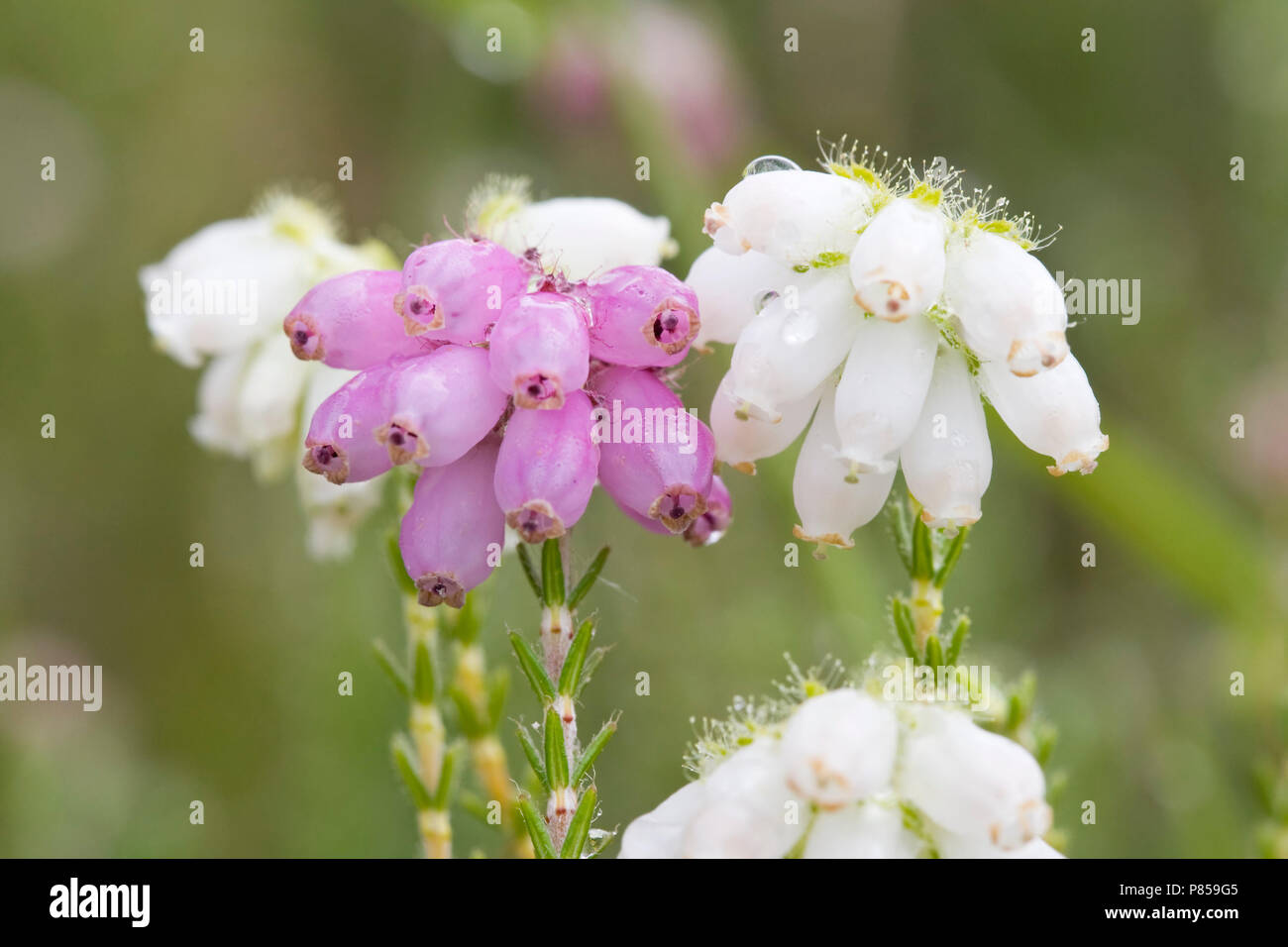 Gewone dopheide bloeiend Nederland, Cross-leaved heath flowering Netherlands Stock Photo