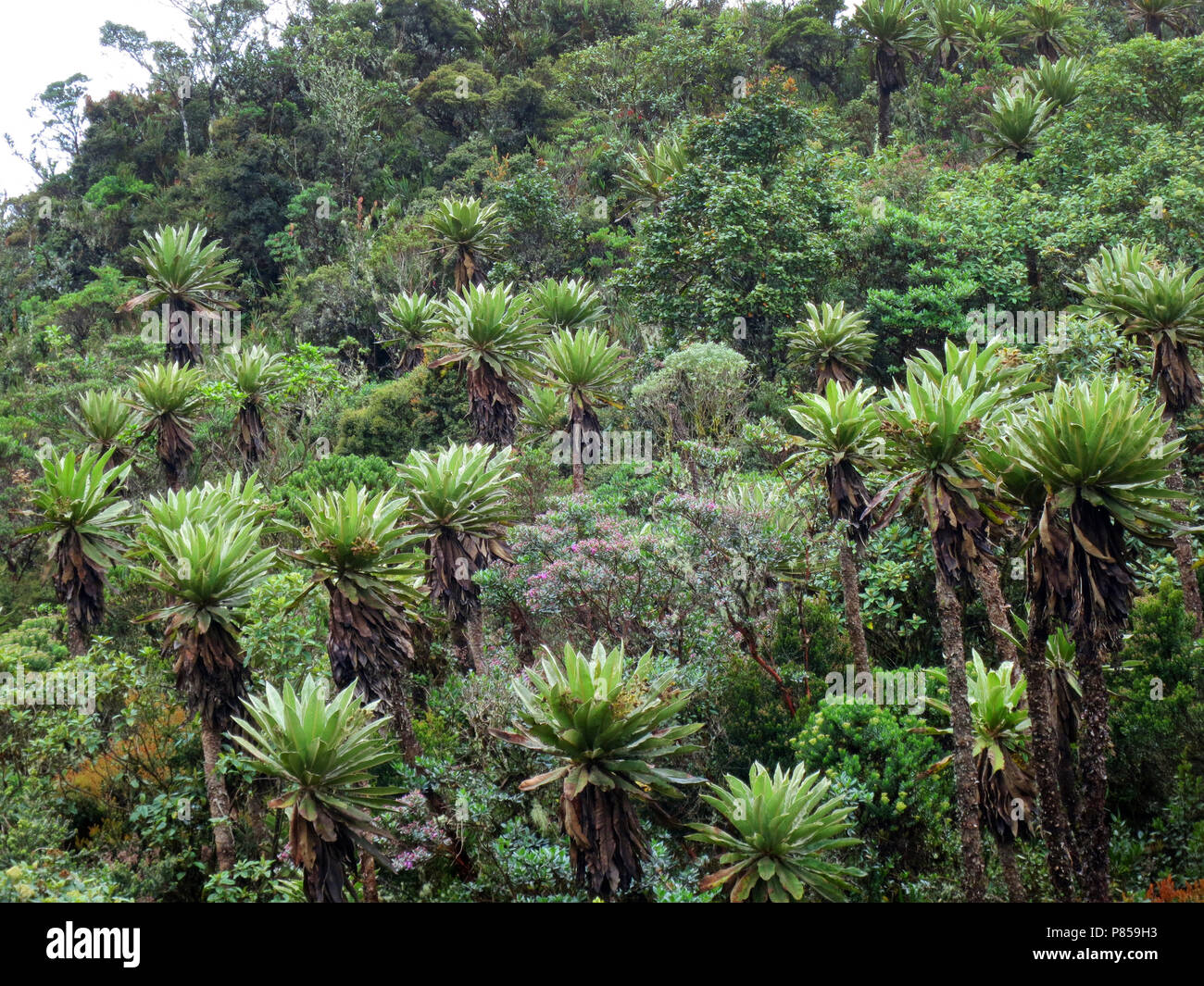 Espeletia species, Chingaza National Park, Cundinamarca Department, Colombia Stock Photo
