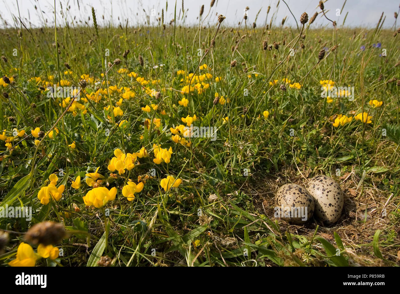 Eurasian Oystercatcher nest on a dike; Scholekster nest op een