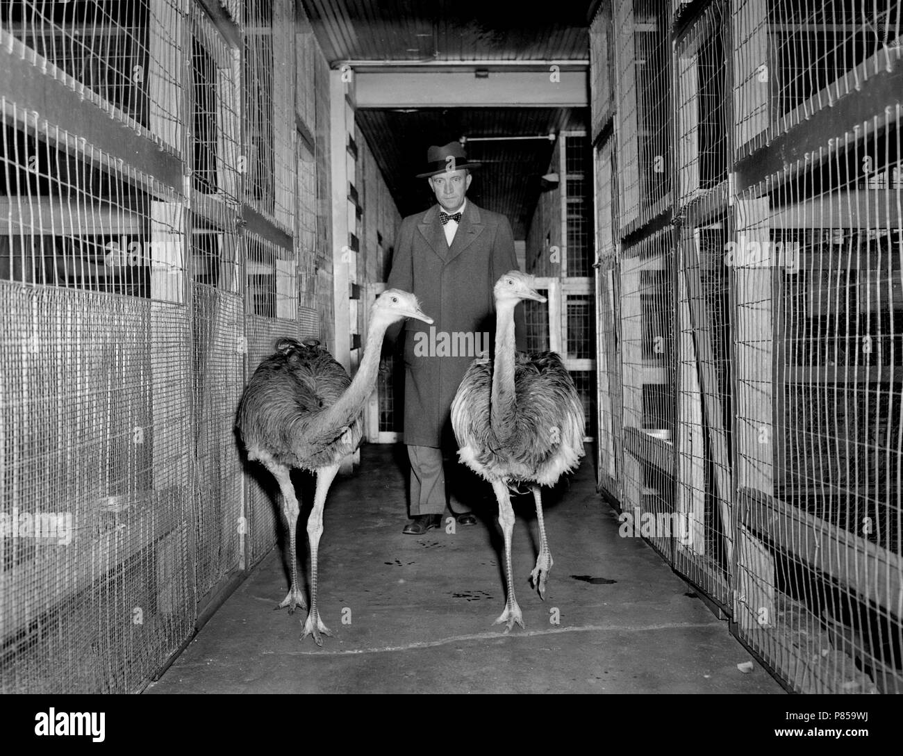 Bow-tie man walks with two ostriches in a Missouri zoo, ca. 1951. Stock Photo