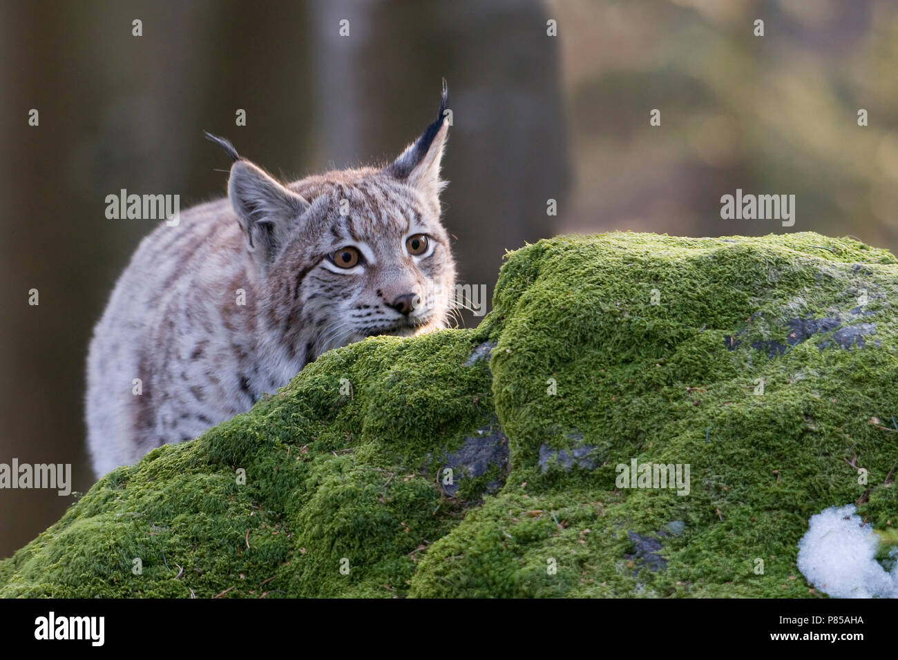 Lynx in gevangenschap; Captive Eurasian Lynx Stock Photo