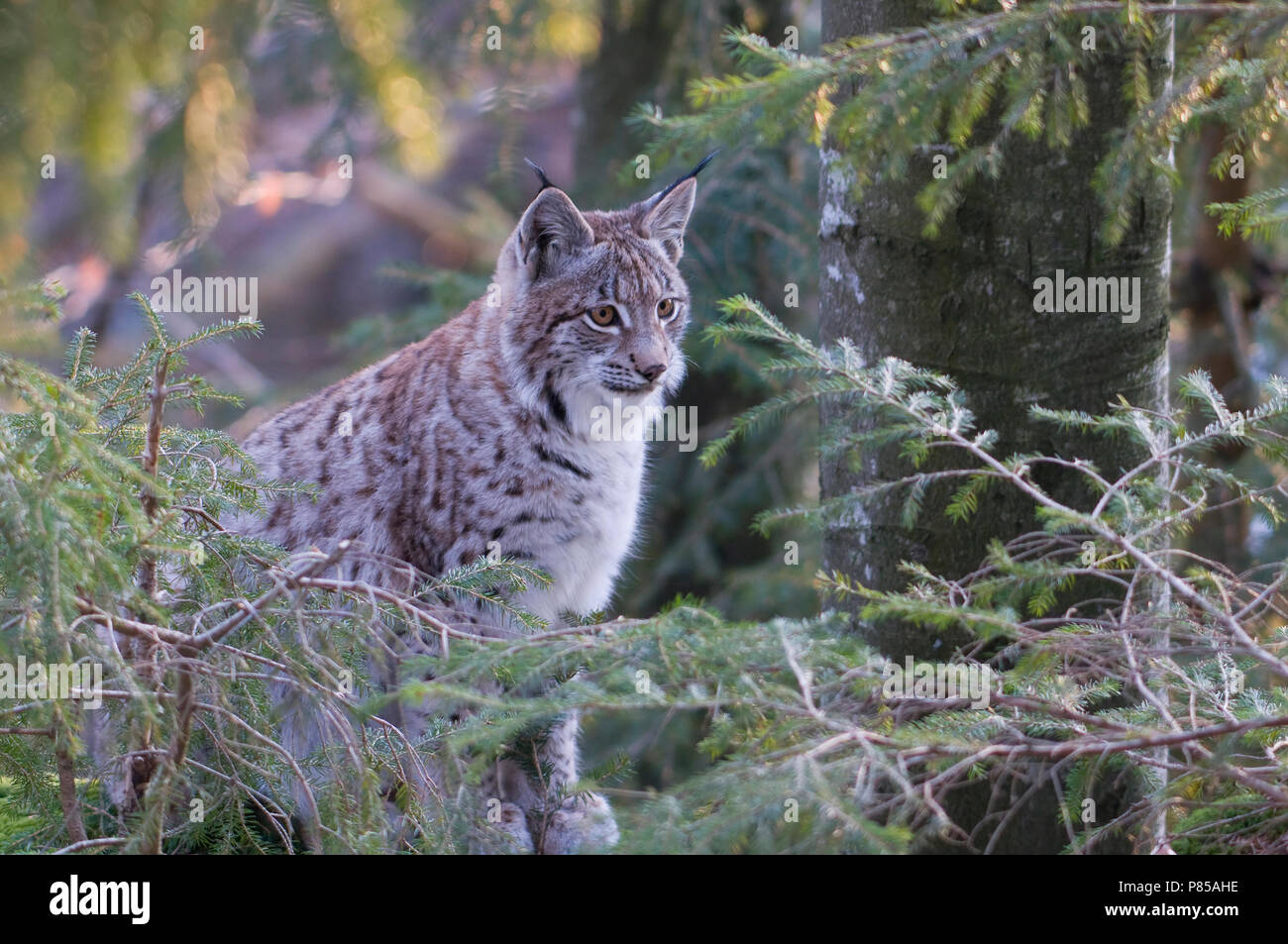 Lynx in gevangenschap; Captive Eurasian Lynx Stock Photo