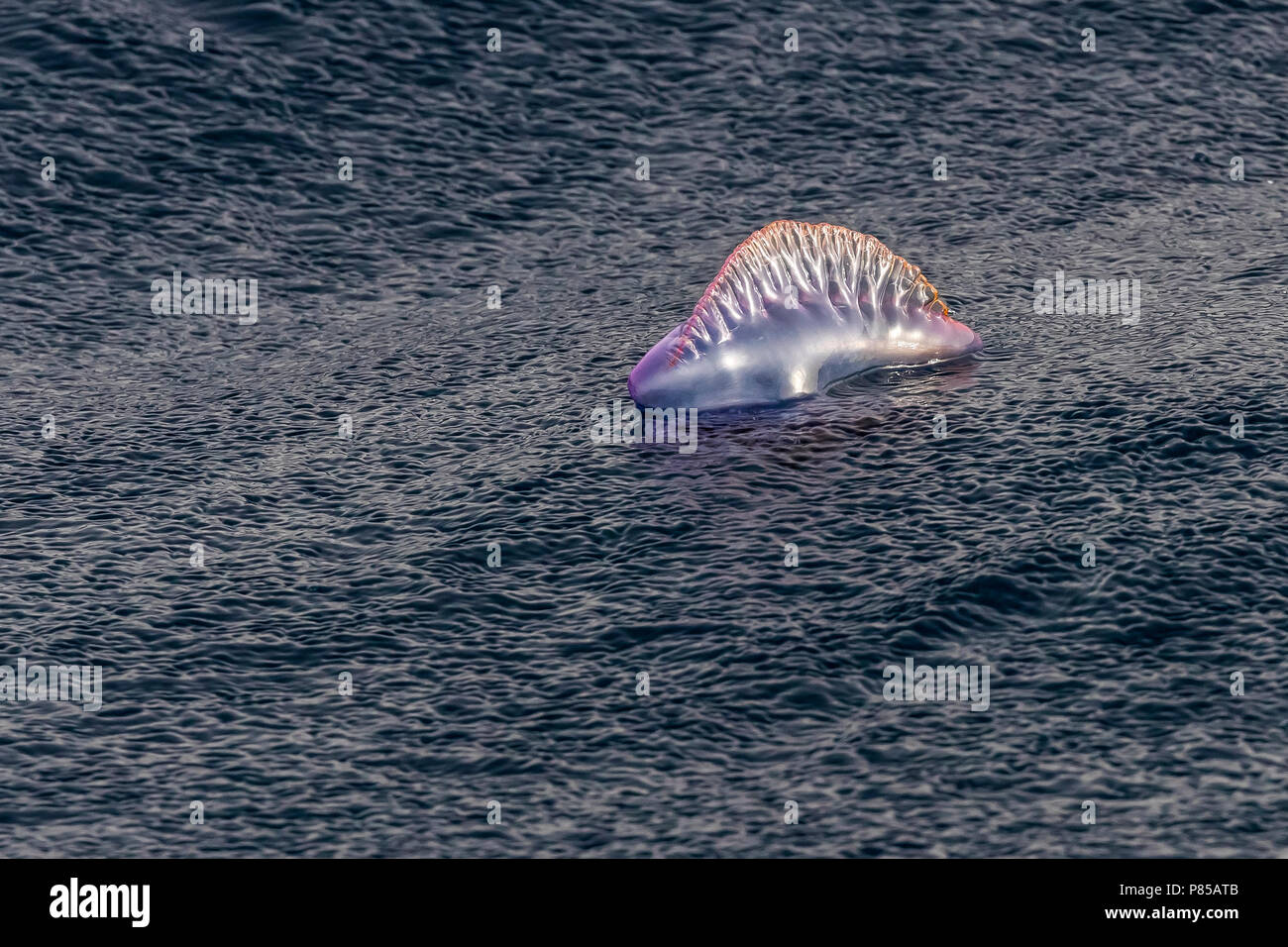 Portuguese Man Of War swimming between Raso and Sao Nicolau, Cape Verde