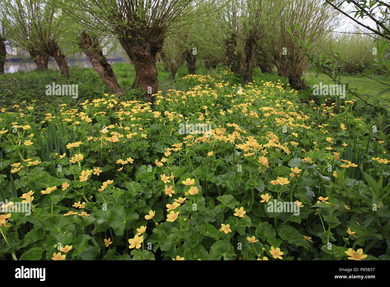 Flowering Marsh Marigold in the Biesbosch , Bloeiende Spindotterbloem in de Biesbosch Stock Photo