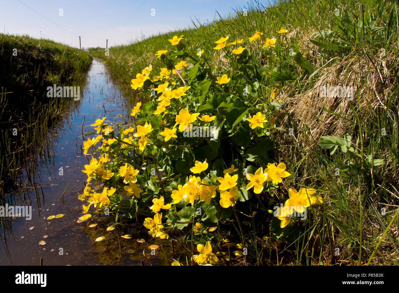 Gewone dotterbloem aan de slootkant; Marsh Marigold at the water edge