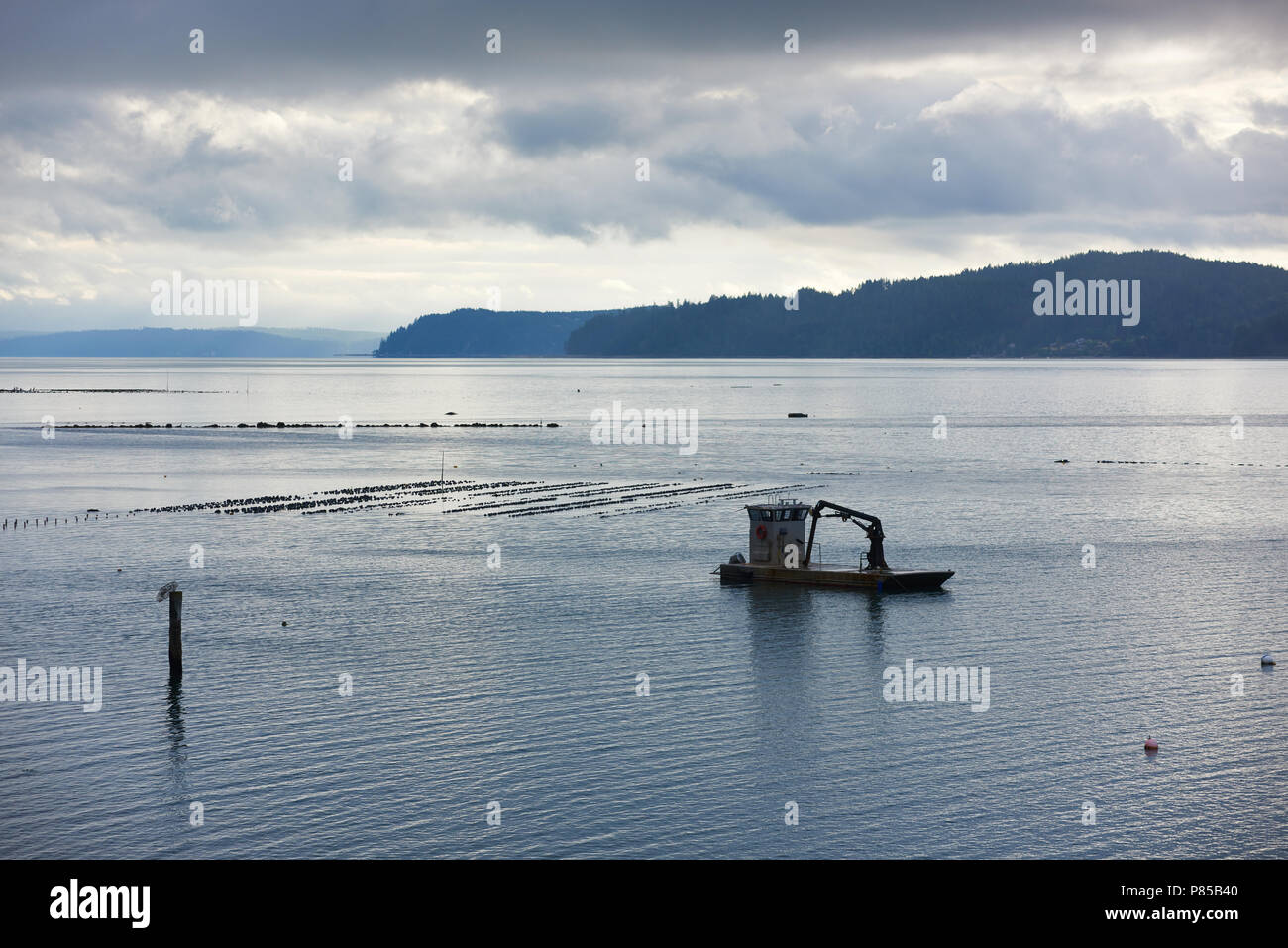 Hood canal oyster hires stock photography and images Alamy