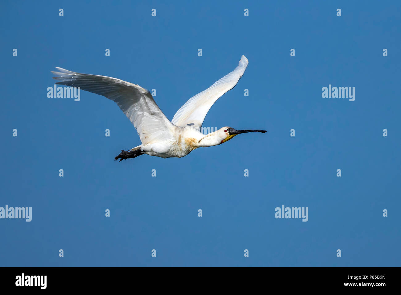 Adult Mauritanian Spoonbill flying over the Banc d'Arguin, Iwik, Mauritania. April 11, 2018. Stock Photo