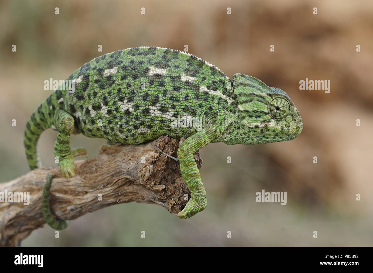 Mediterranean Chameleon Stock Photo
