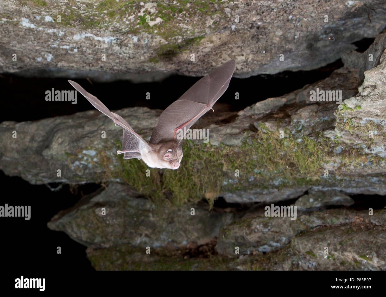 Paarse Hoefijzerneus verlaat grot,  Mediterranean Horseshoe Bat leaving cave Stock Photo